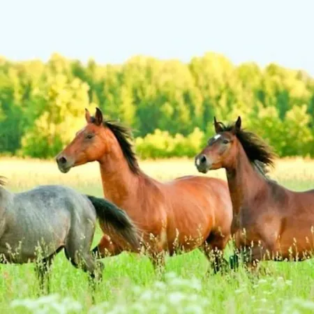 Апартаменты Le Haras Des Charmilles