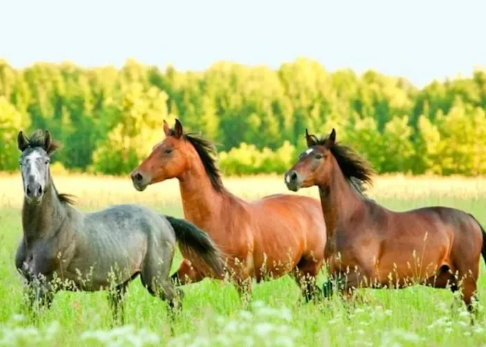 Appartement Le Haras Des Charmilles