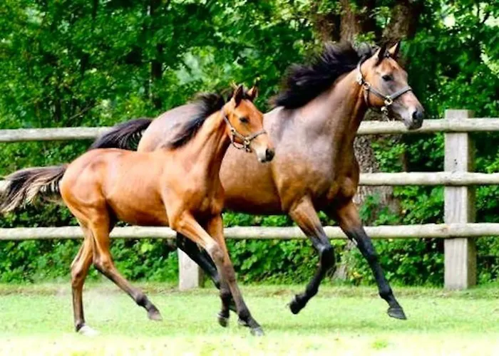 Appartement Le Haras Des Charmilles *